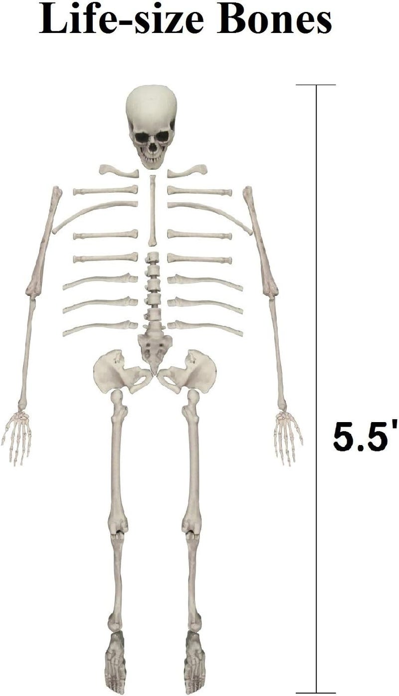 GameXcel Halloween Skeleton Bones and a Skull - Plastic Life-Size Bones Set Yard Decoration - Props for Graveyard Haunted House Indoor & Outdoor Deco (35PCS) - Image 4